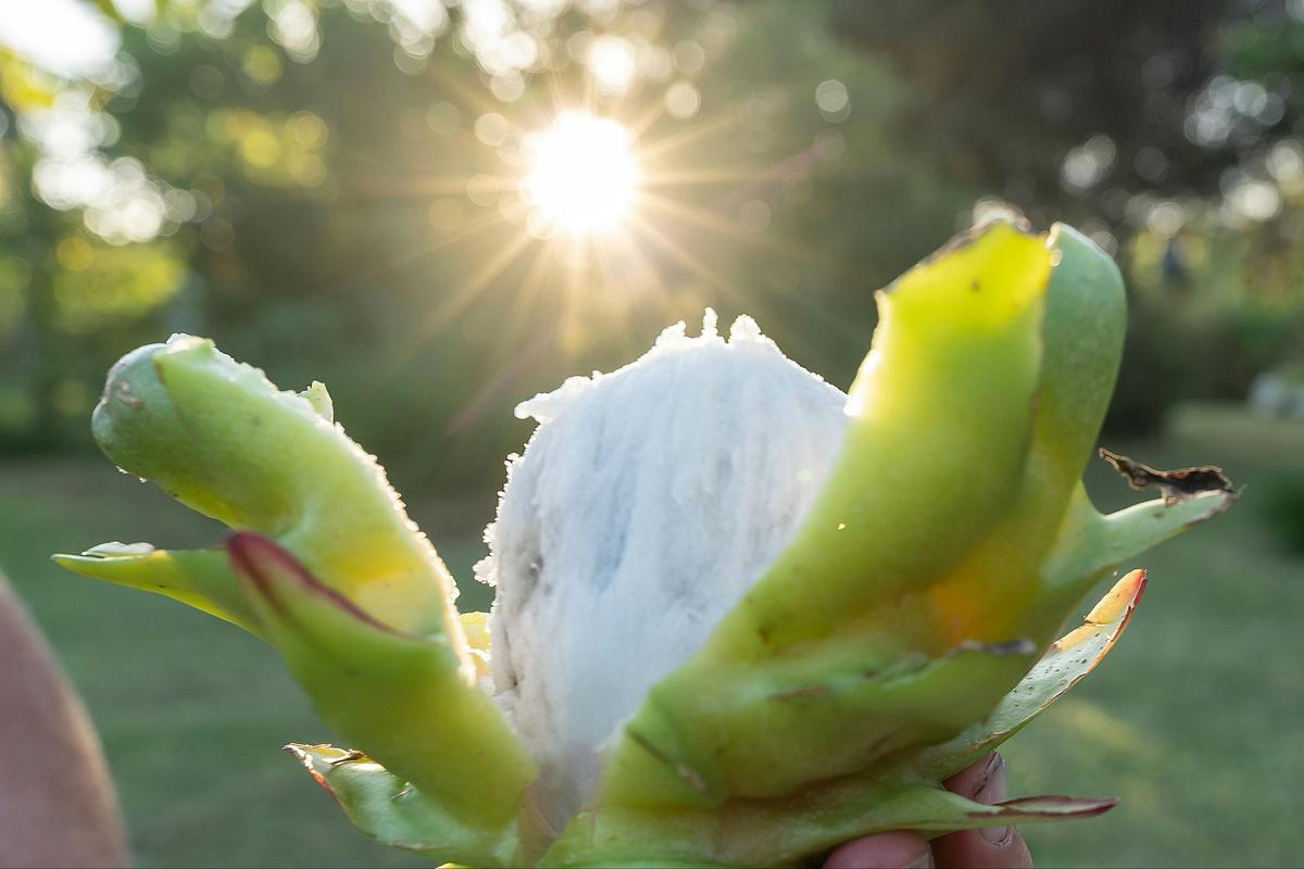 Connie Mayer Rare Dragon Fruit