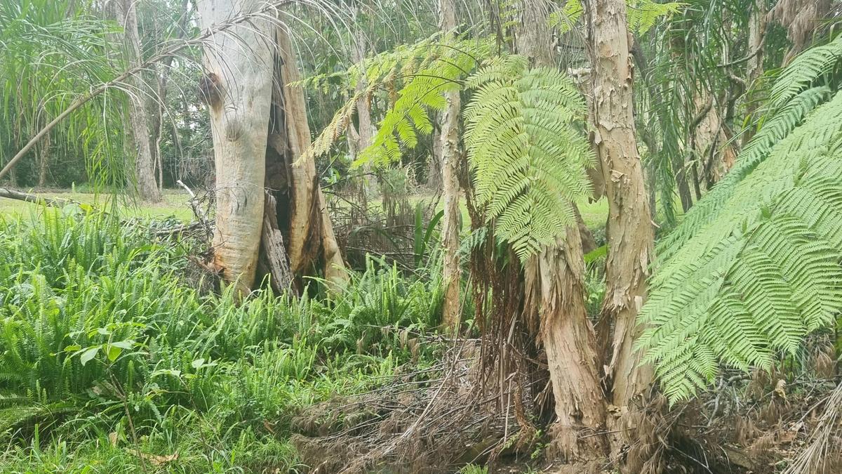 Scribbly Gums