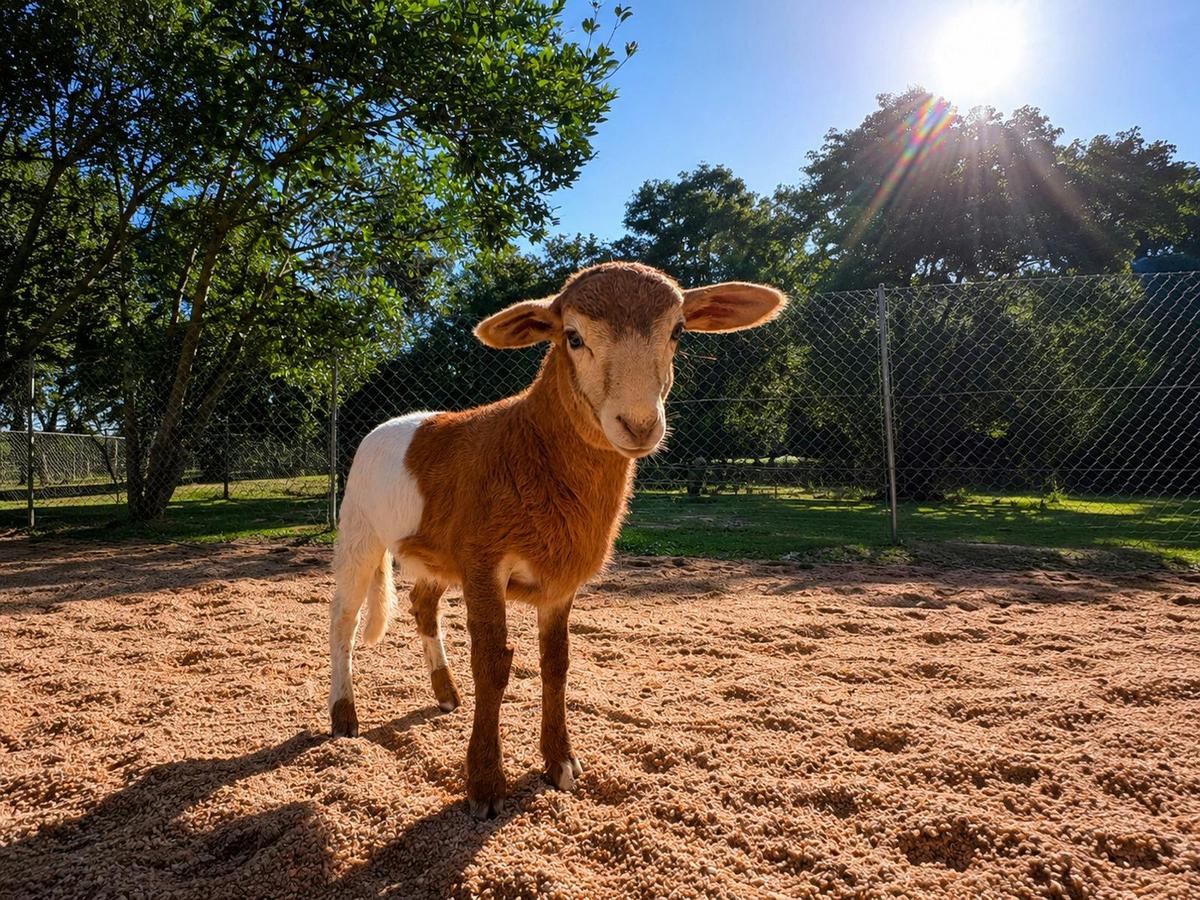 Bambi loving mission beach sun. You can enjoy cuddles and feeding time with sweet lambs