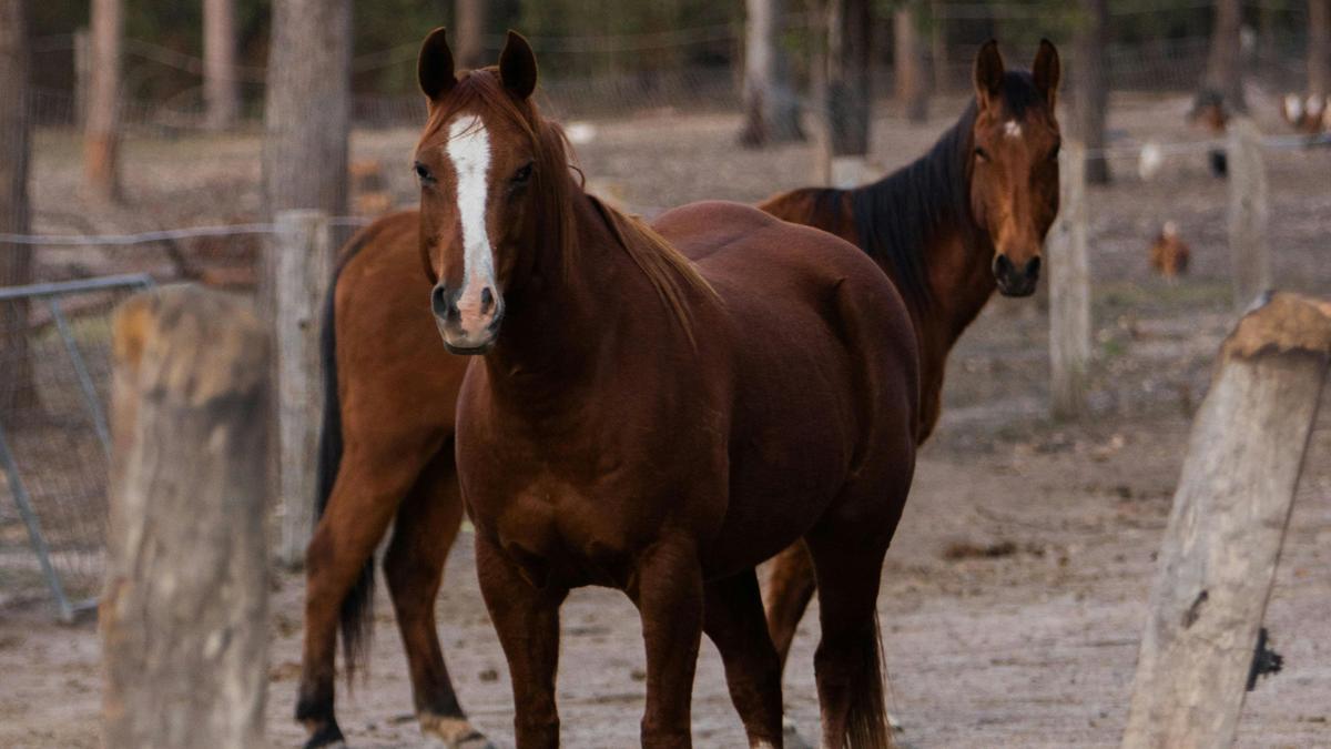 Animals on the property