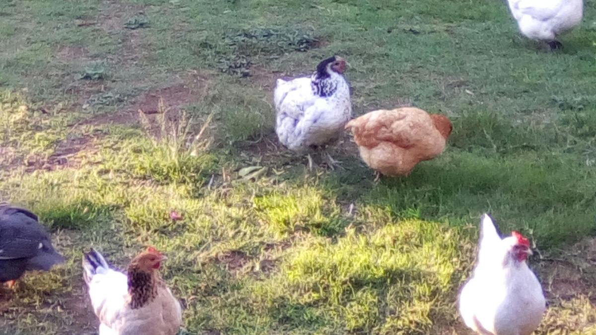 Some locals 