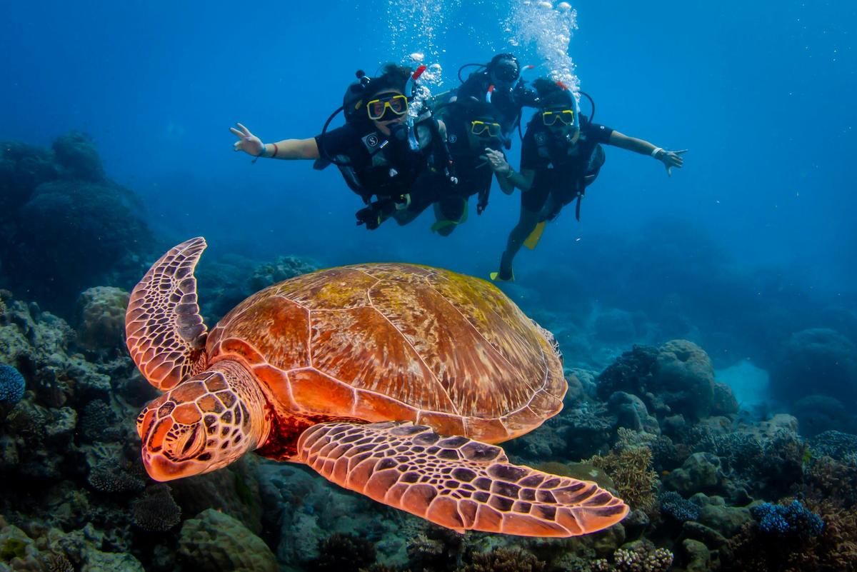 Reef Experience Introductory Scuba Divers
