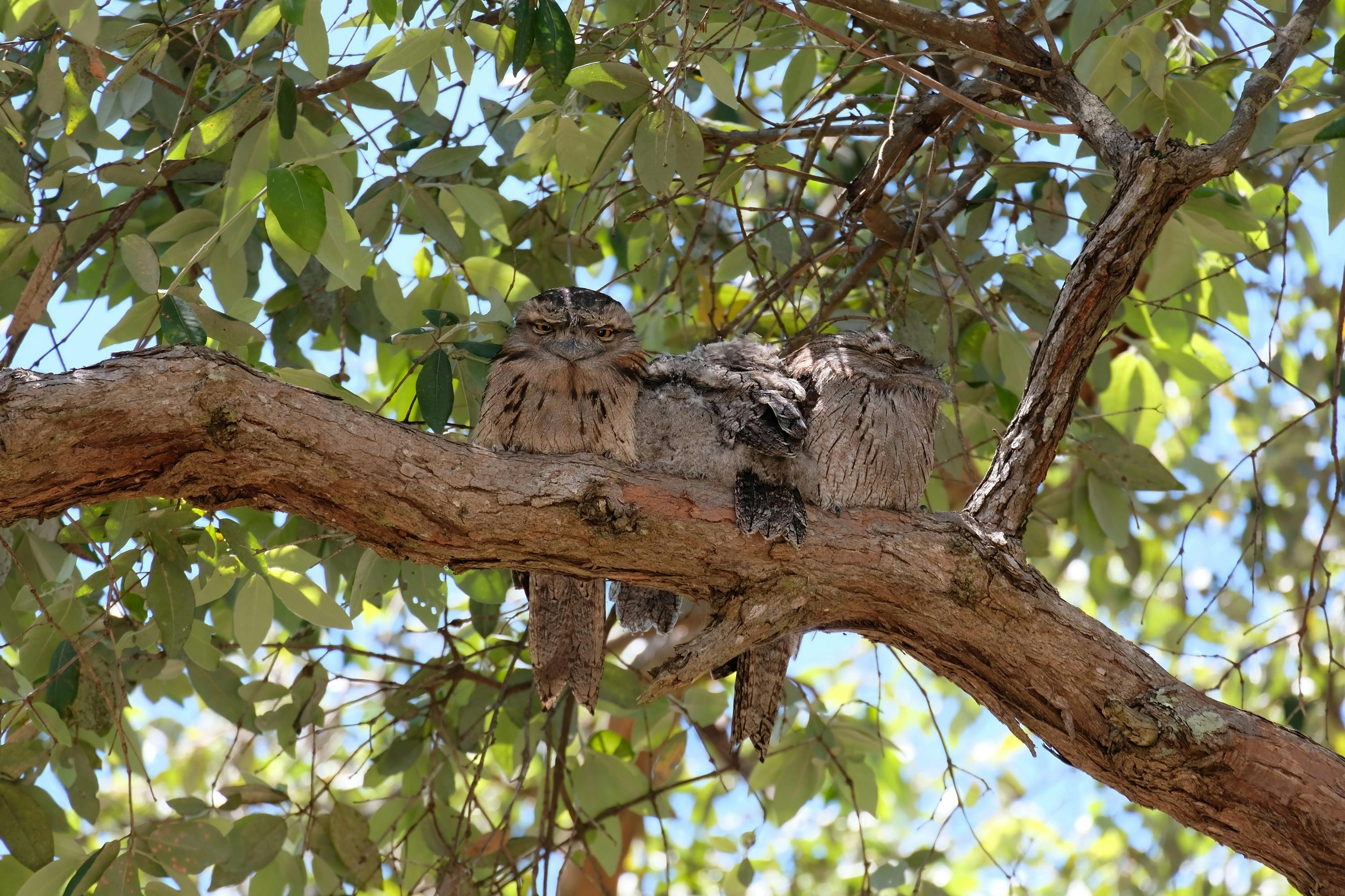 Tawny Frogmouths in the Arboretum