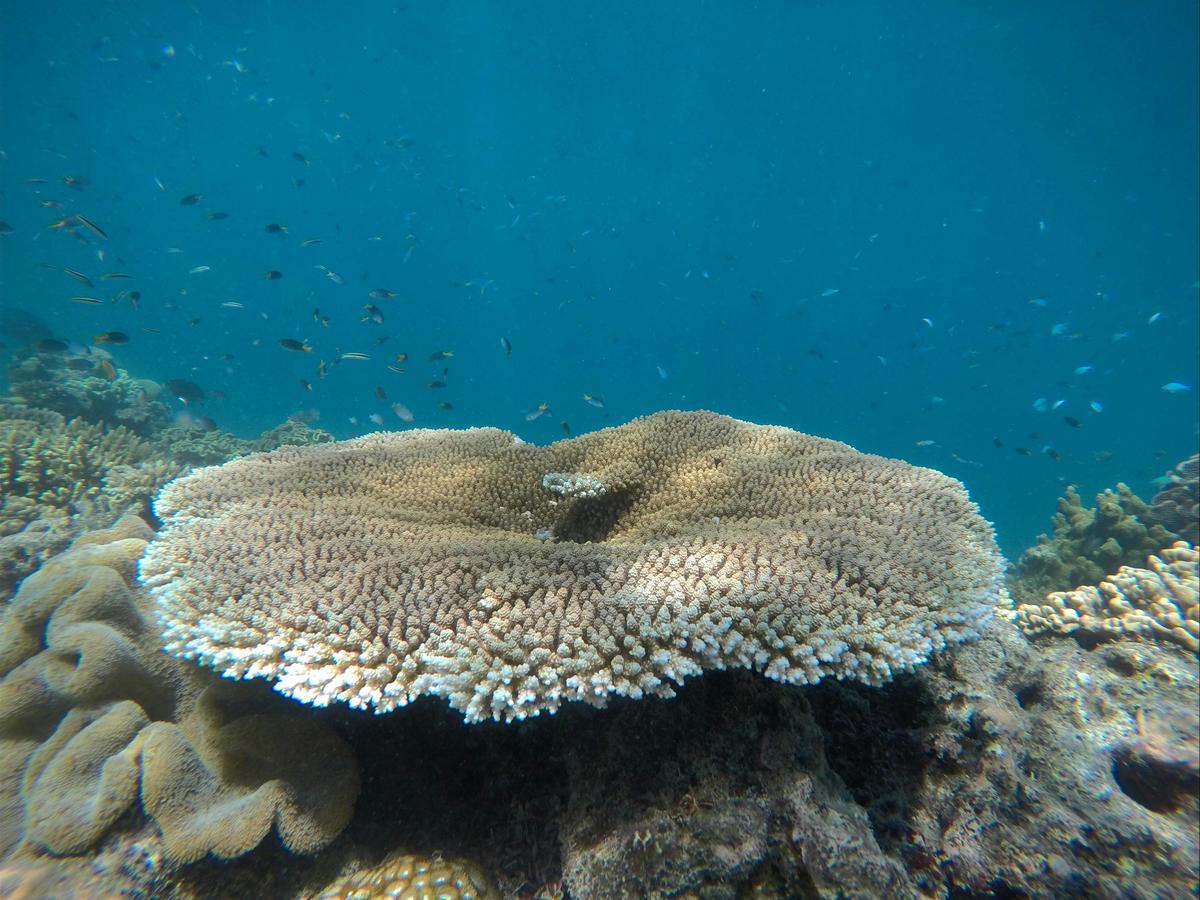 Full Day Dive Charter