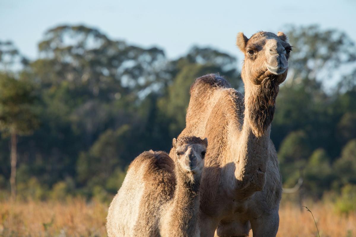 Camel Cuddles Farm Tour