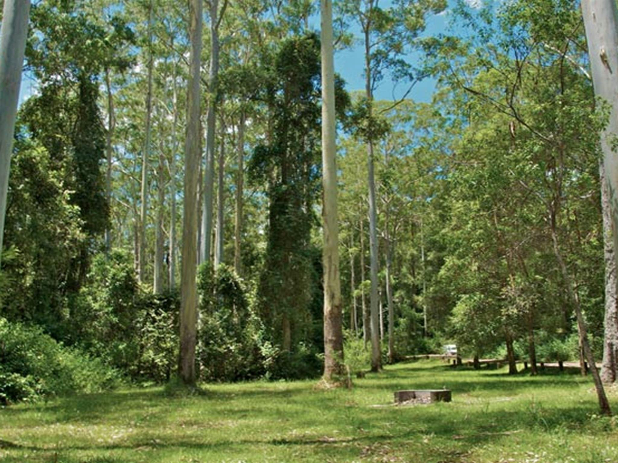 O'Sullivans picnic area tall trees, Myall Lakes National Park. Photo: John Spencer