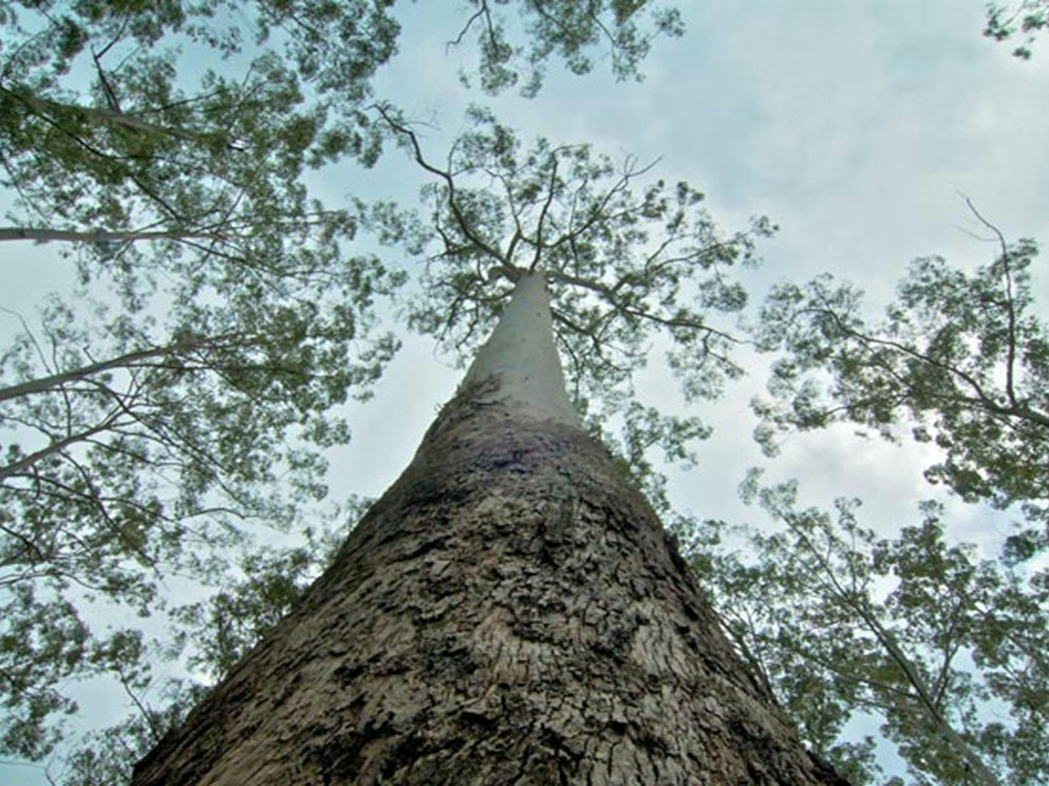 O'Sullivans picnic area trunk, Myall Lakes National Park. Photo: John Spencer