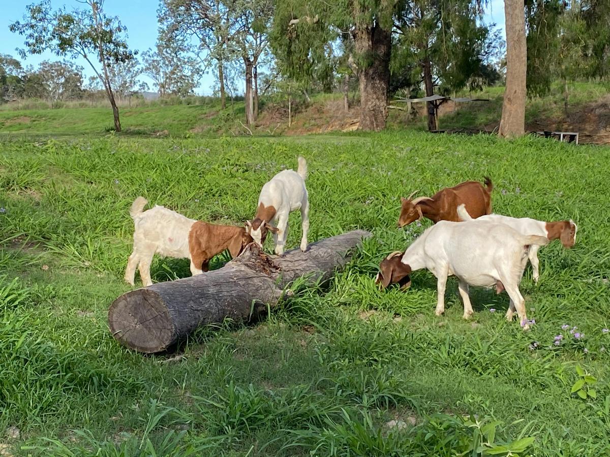 Goats on campground