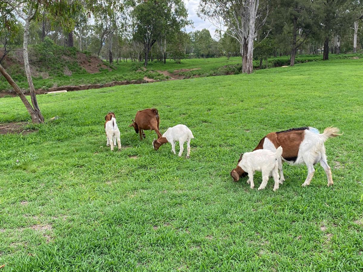 Goats on campground