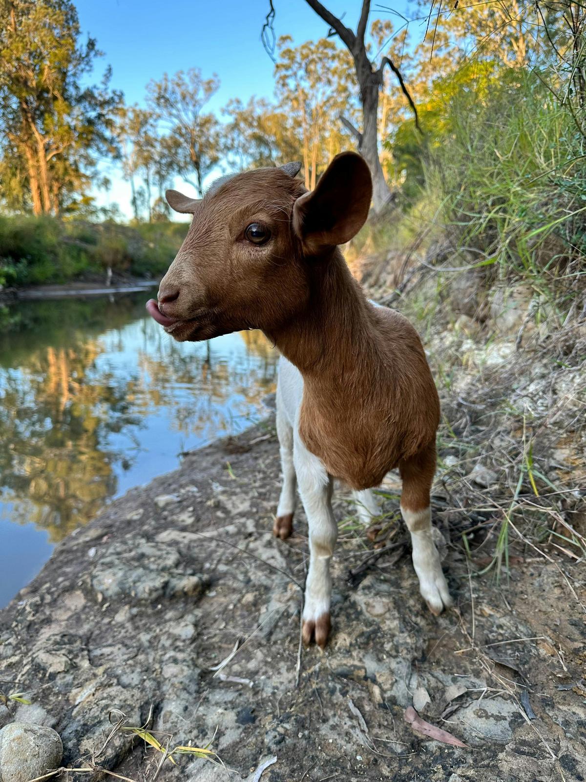 "Baby" our goat