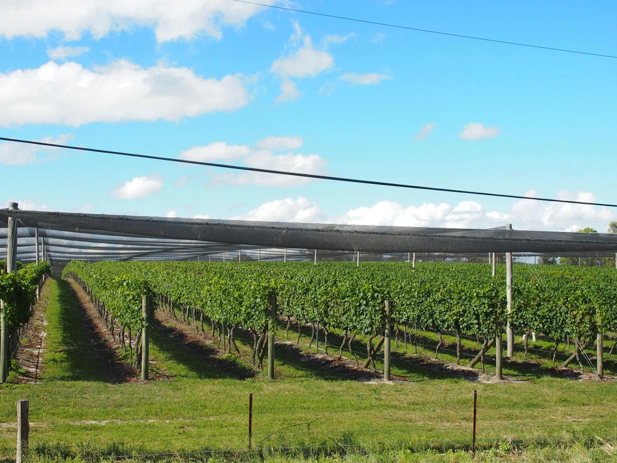 Vineyard