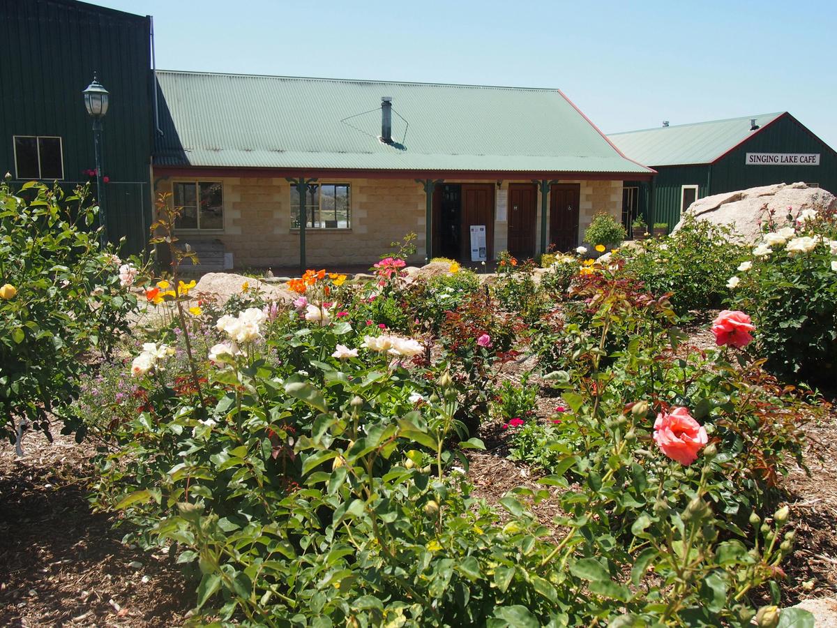 The roses and the cellar door