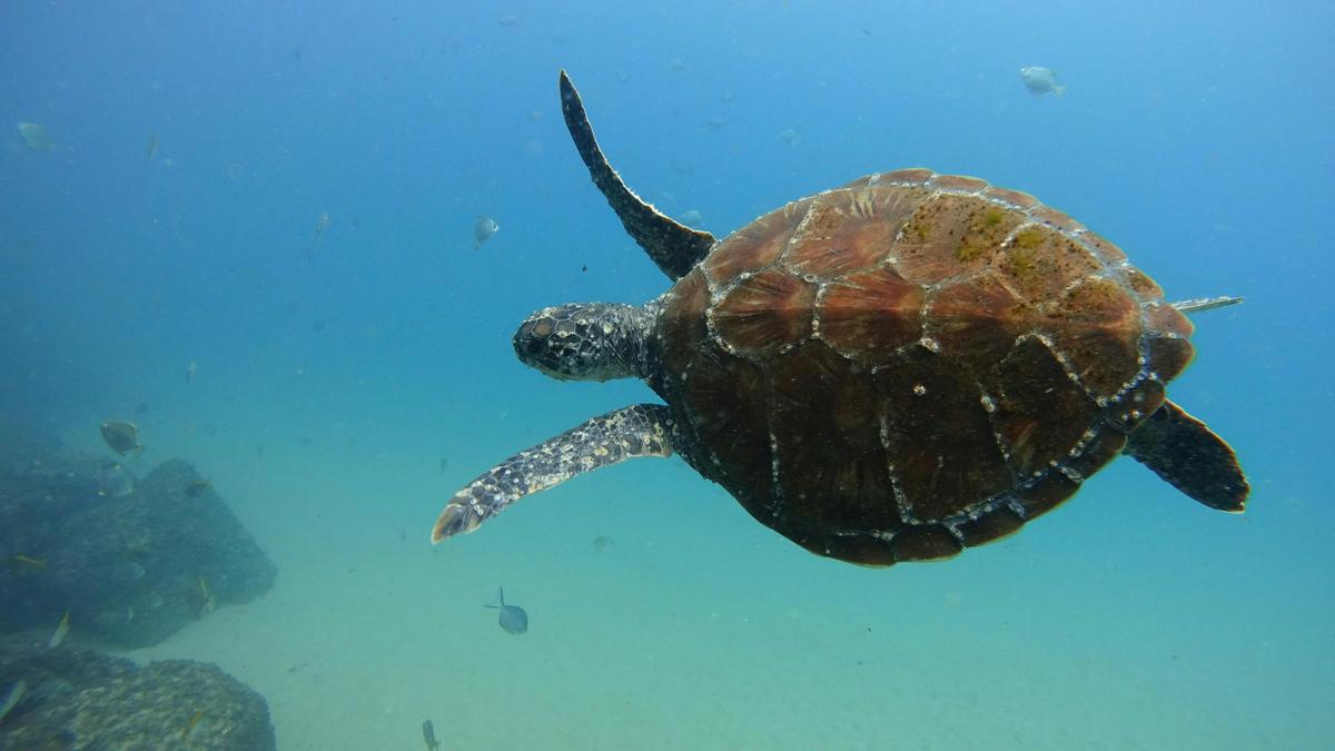 Scuba Diving Tour