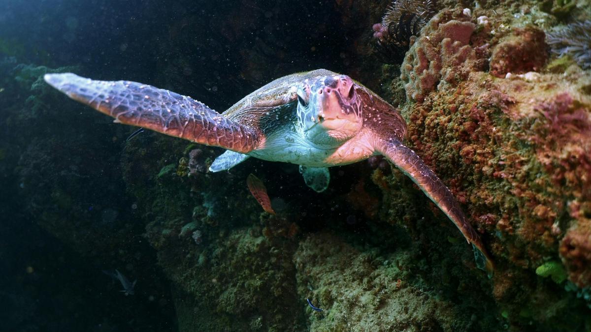 Turtle
