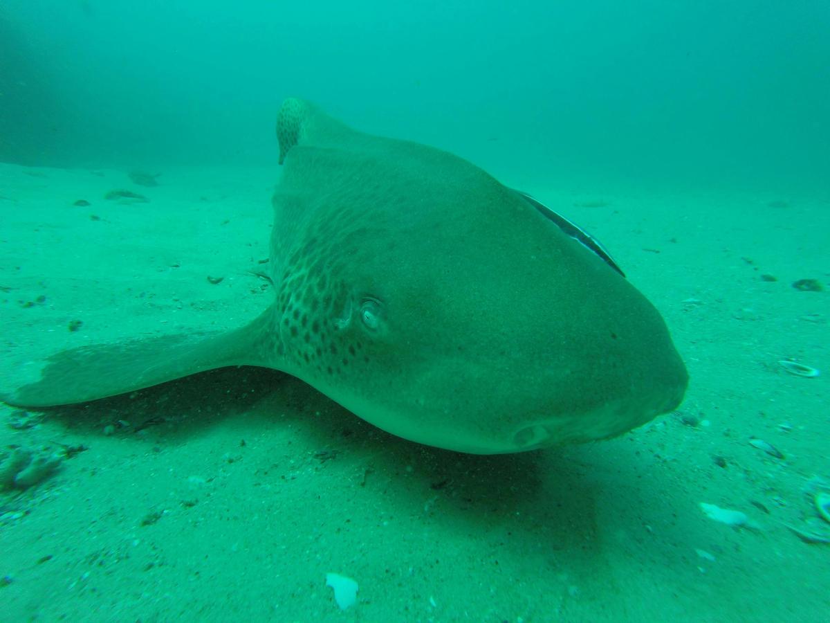 Scuba Diving Tour