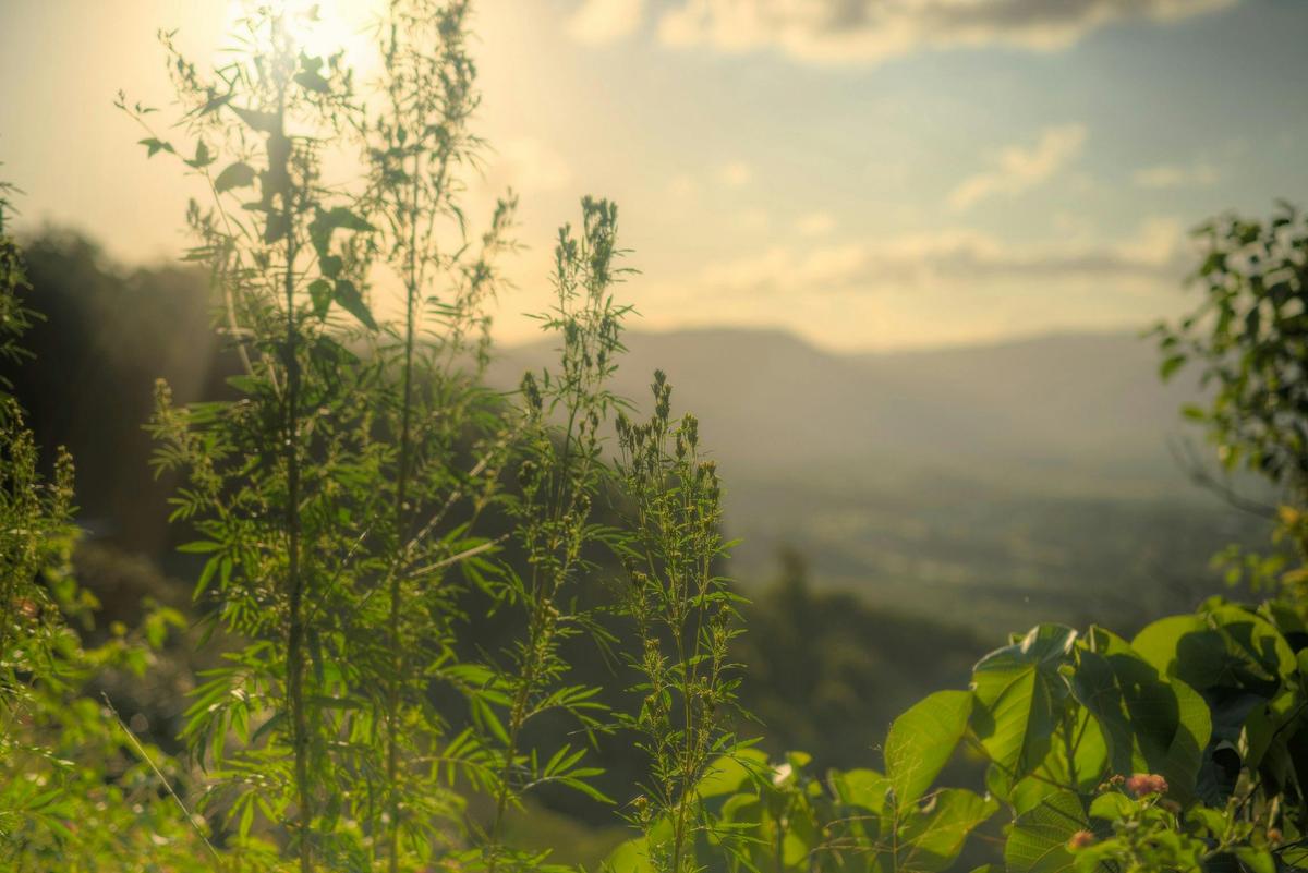 Sun kissed views from the Samford Valley Rail Trail