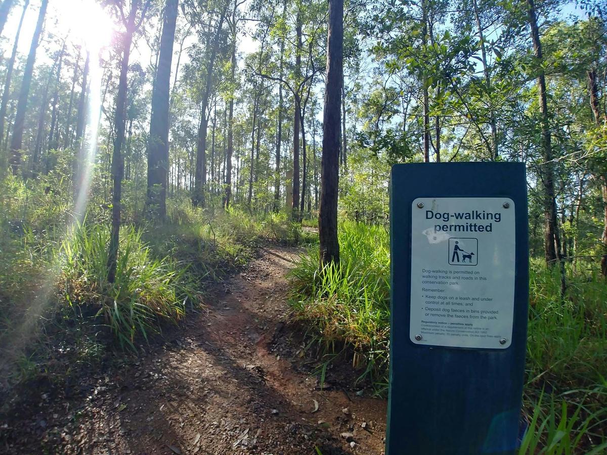 A sunlit track in the dog friendly Samford Conservation Park