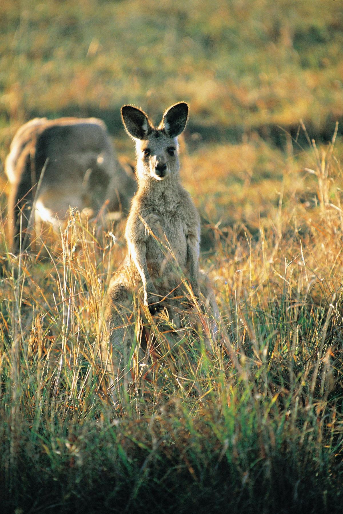 Straddie Island Time Tour
