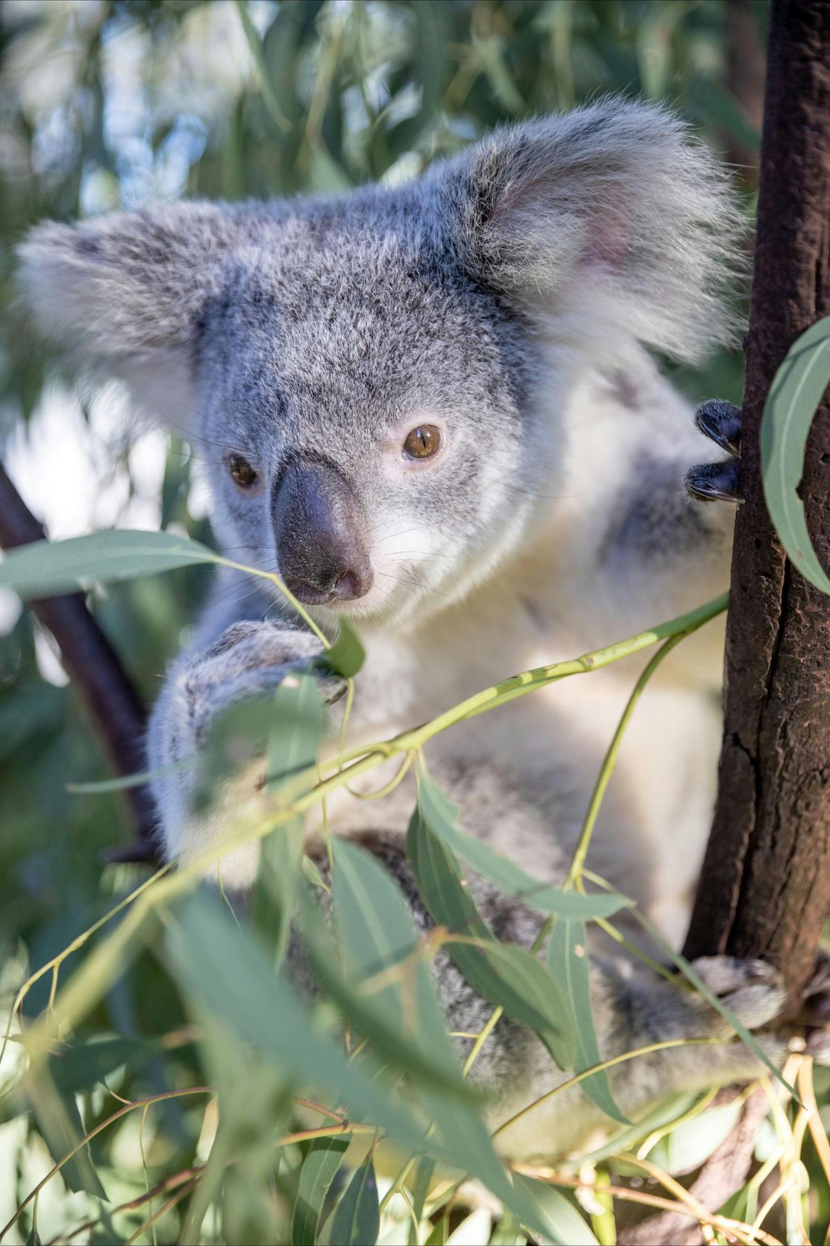 Straddie Island Time Tour