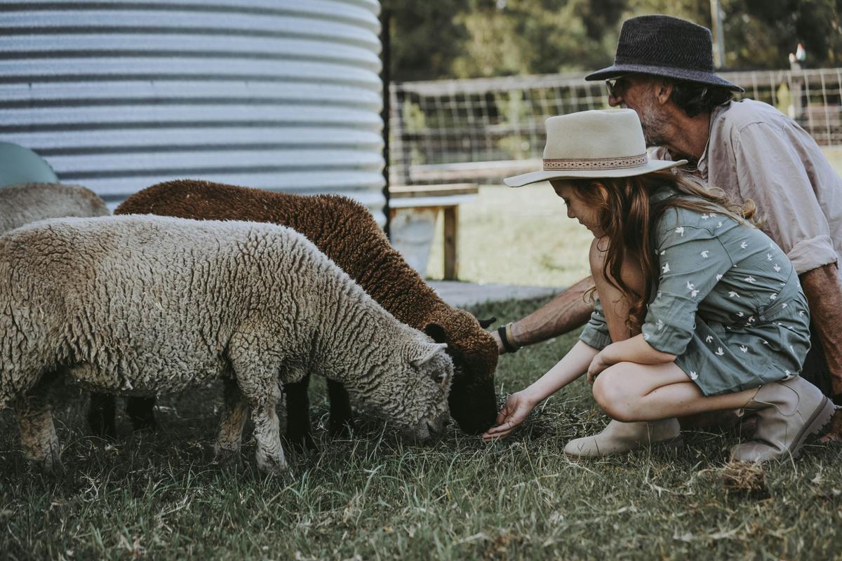 Feeding the sheep