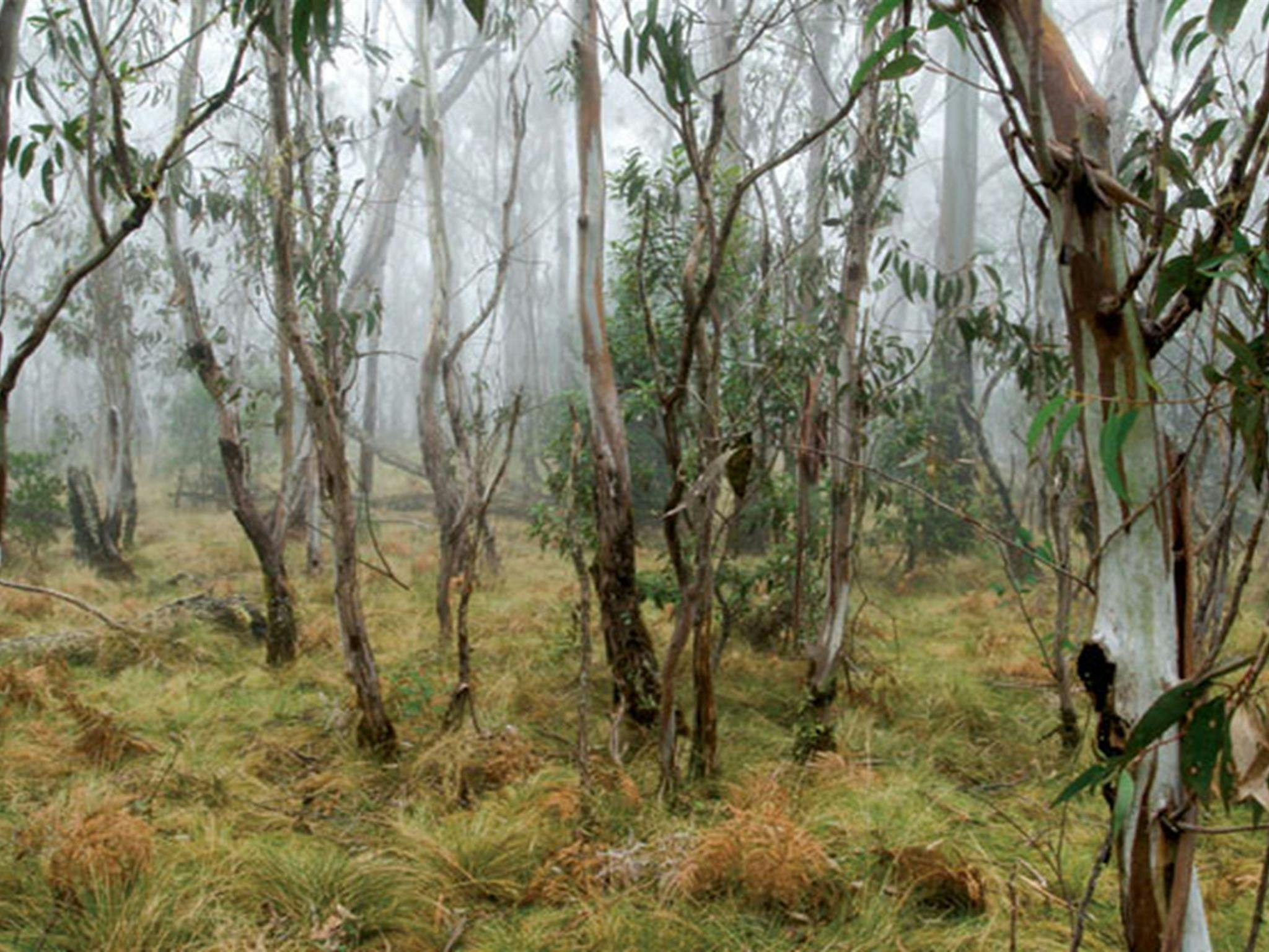 Point Lookout, New England National Park. Photo: Michael van Ewijk/NSW Government