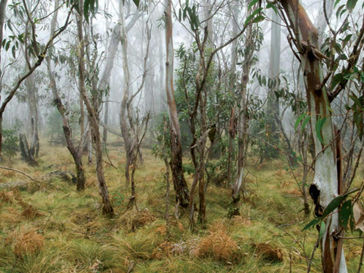 Point Lookout, New England National Park. Photo: Michael van Ewijk/NSW Government