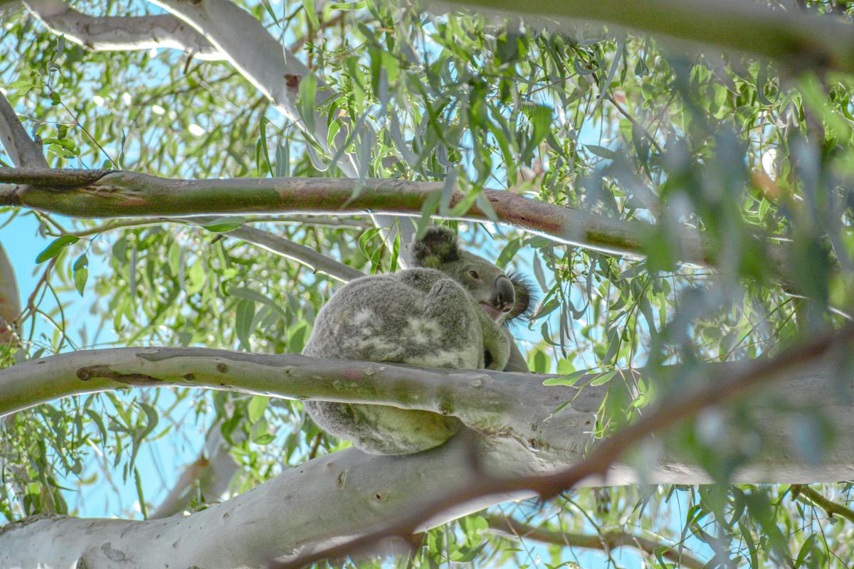 Koala spotting