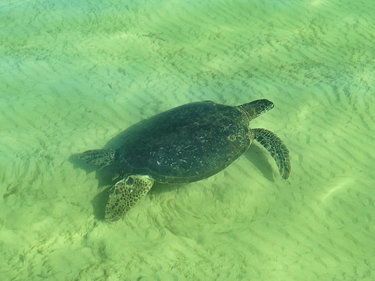 Private Moreton Bay Charter Cruise