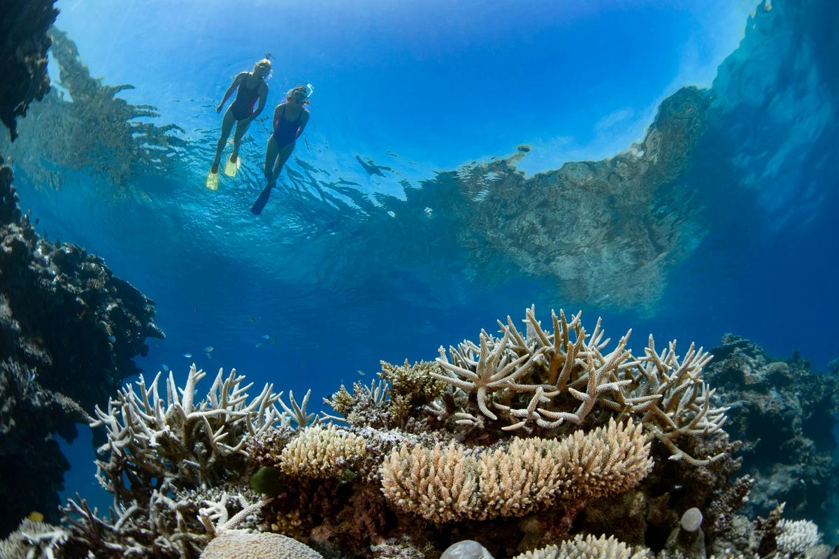 Silverswift Dive and Snorkel Adventures