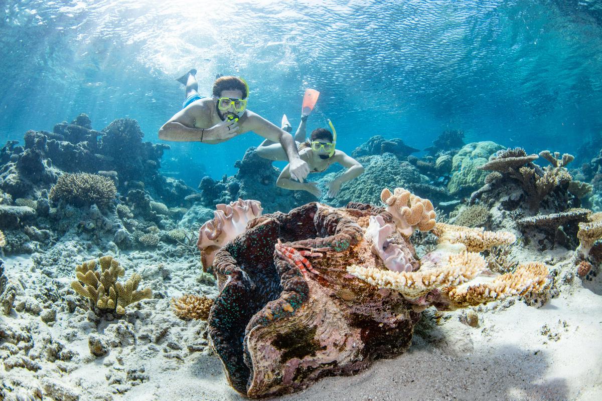 Silverswift Dive and Snorkel Adventures