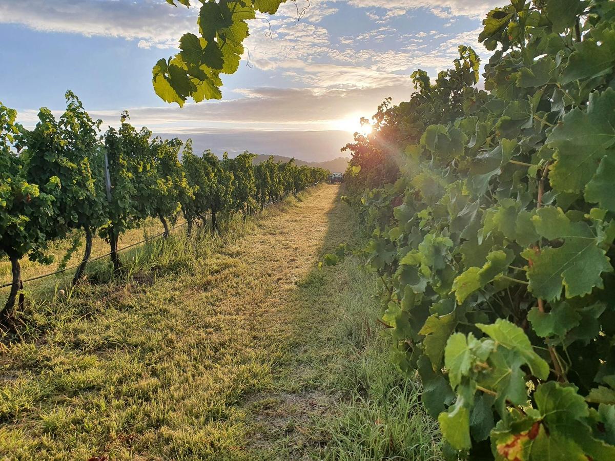 Sunrise in the View Wine vineyard, Sancerre Estate on the Granite Belt, Queensland
