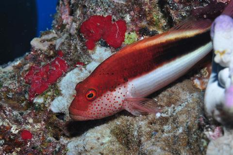 Snake Pit Dive Site