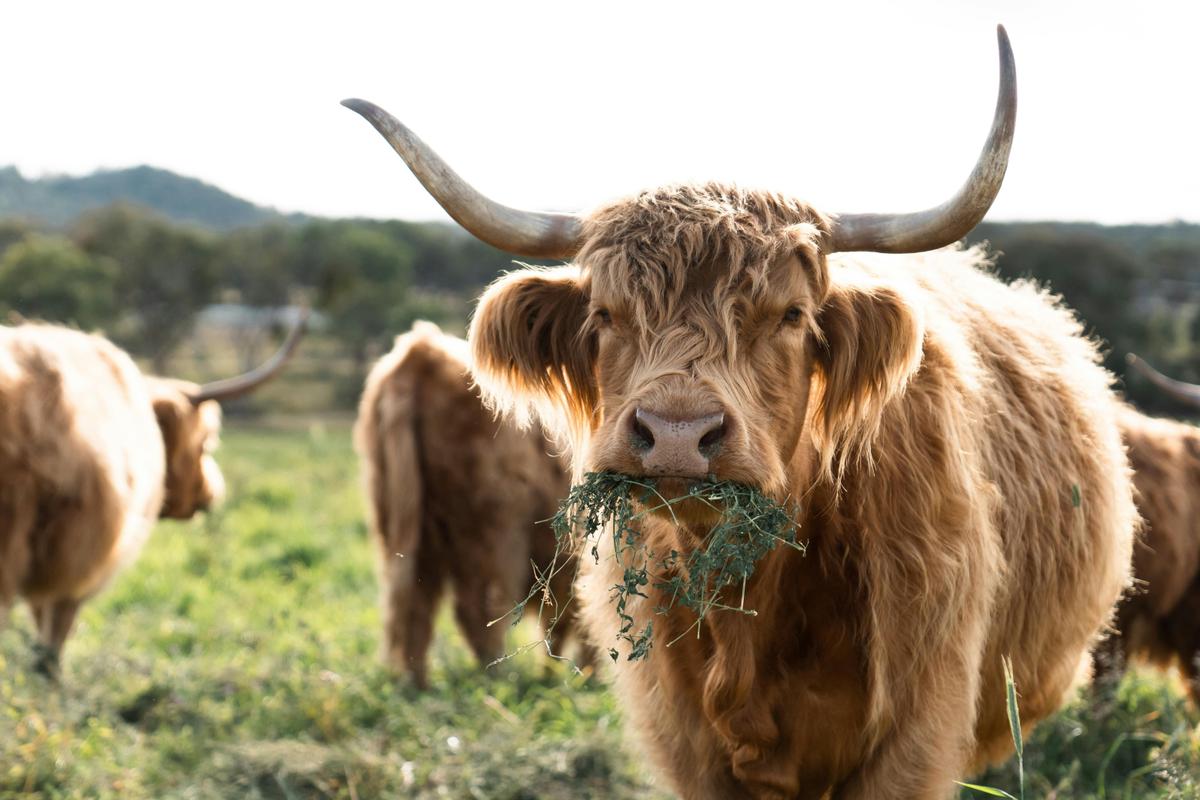 Highland Cattle