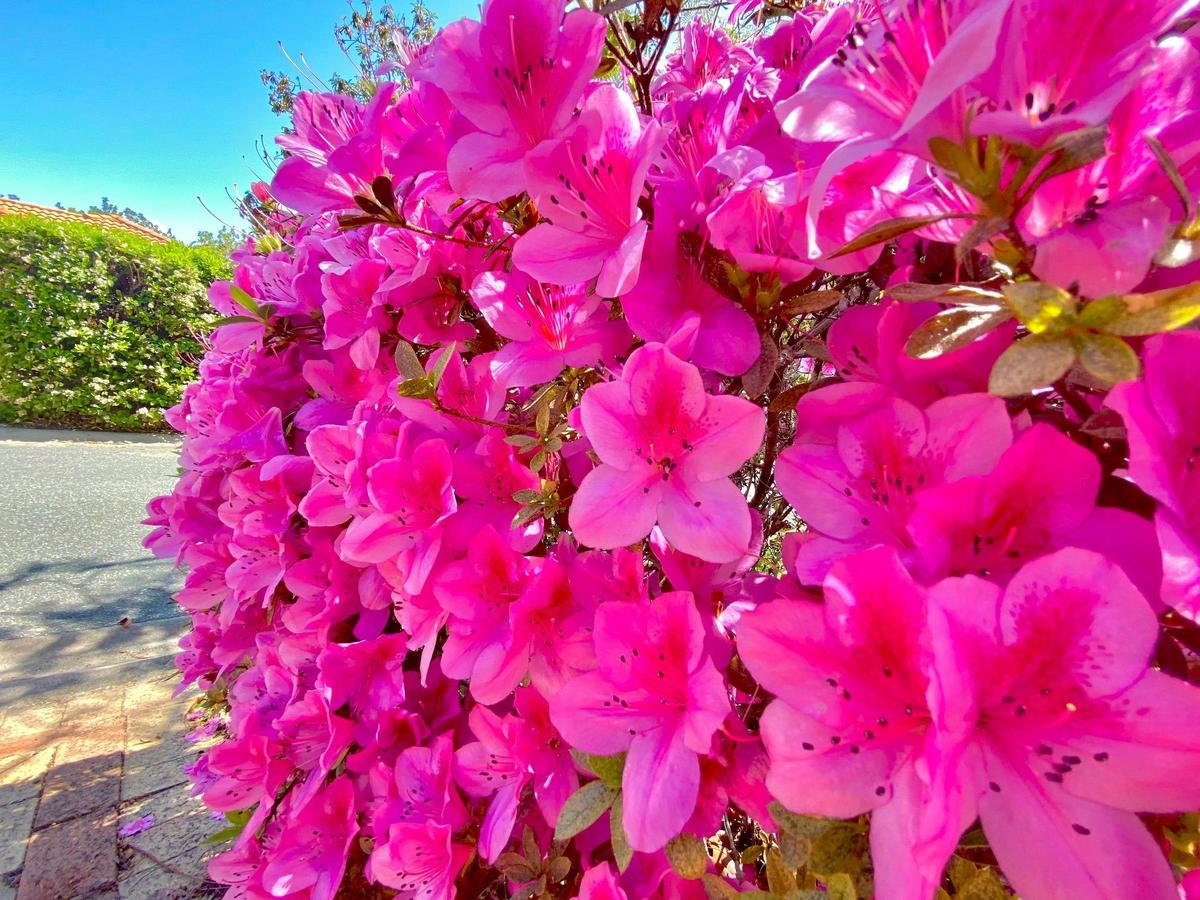 Our Beautiful Spring Flowers