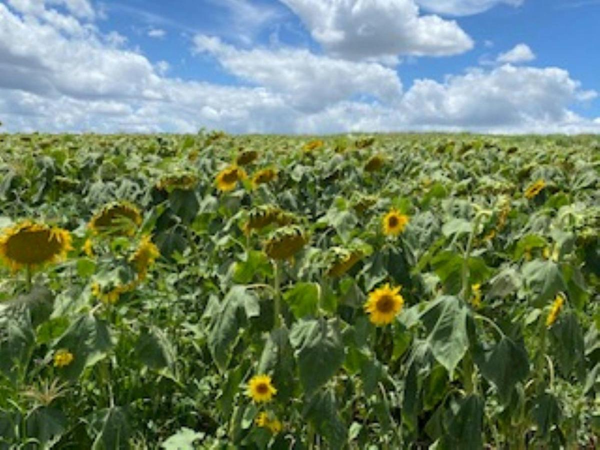 sunflowers