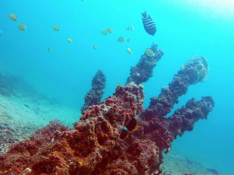 Introductory Scuba Dive