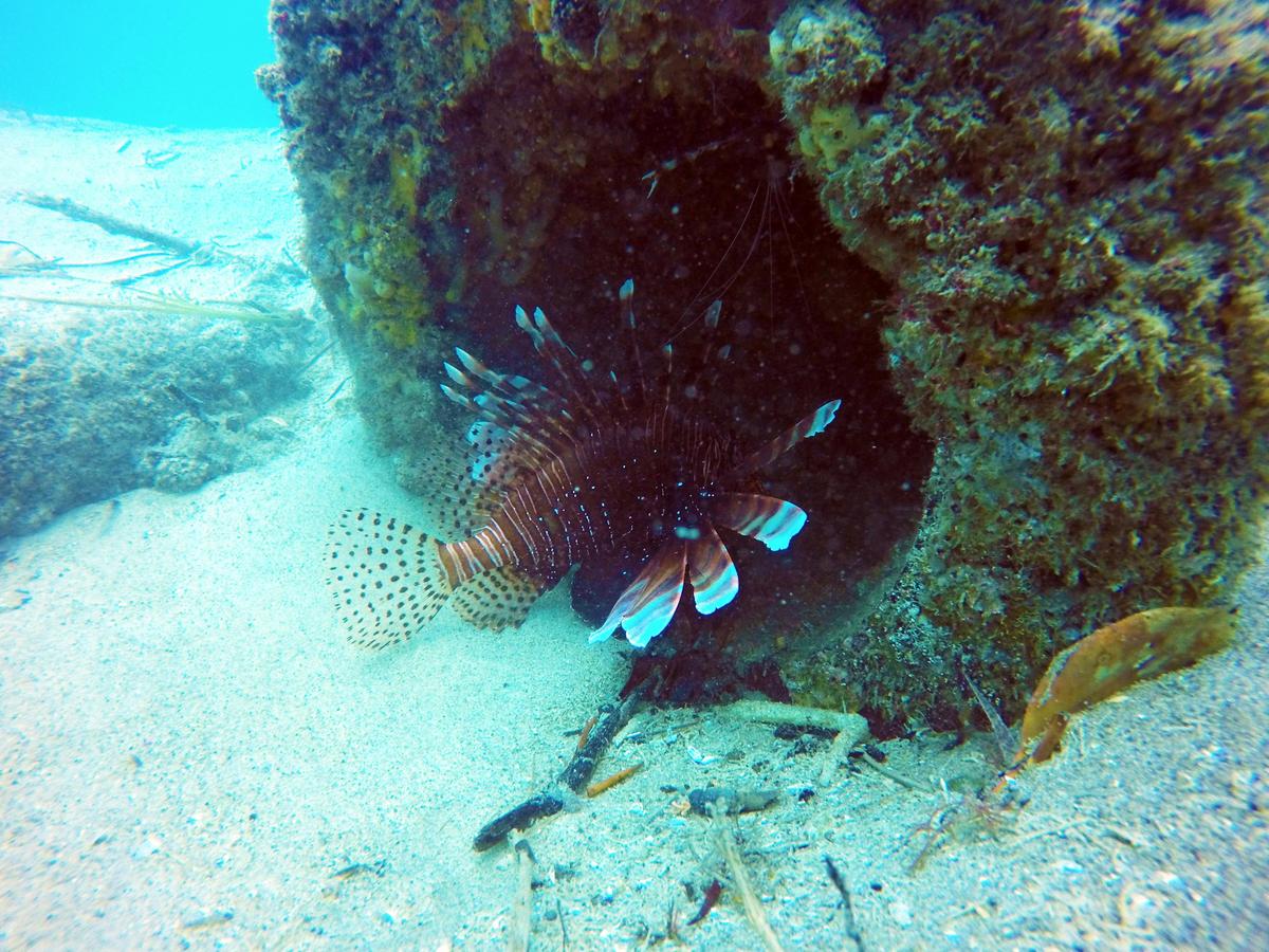 All PADI Scuba Diving Courses