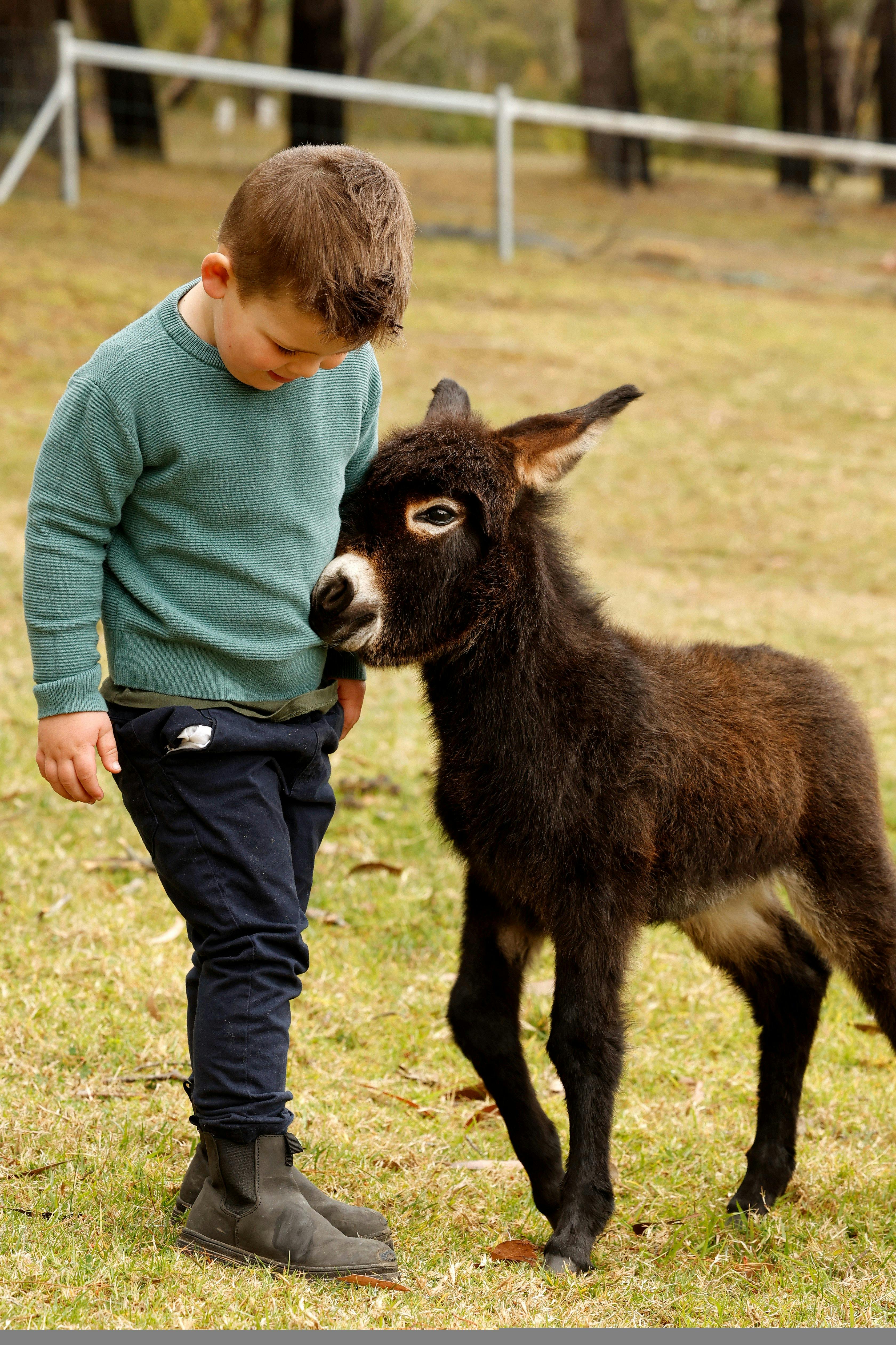 Baby donkey