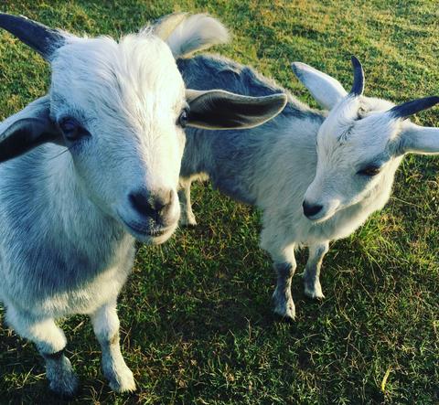 Splitters Farm Tours