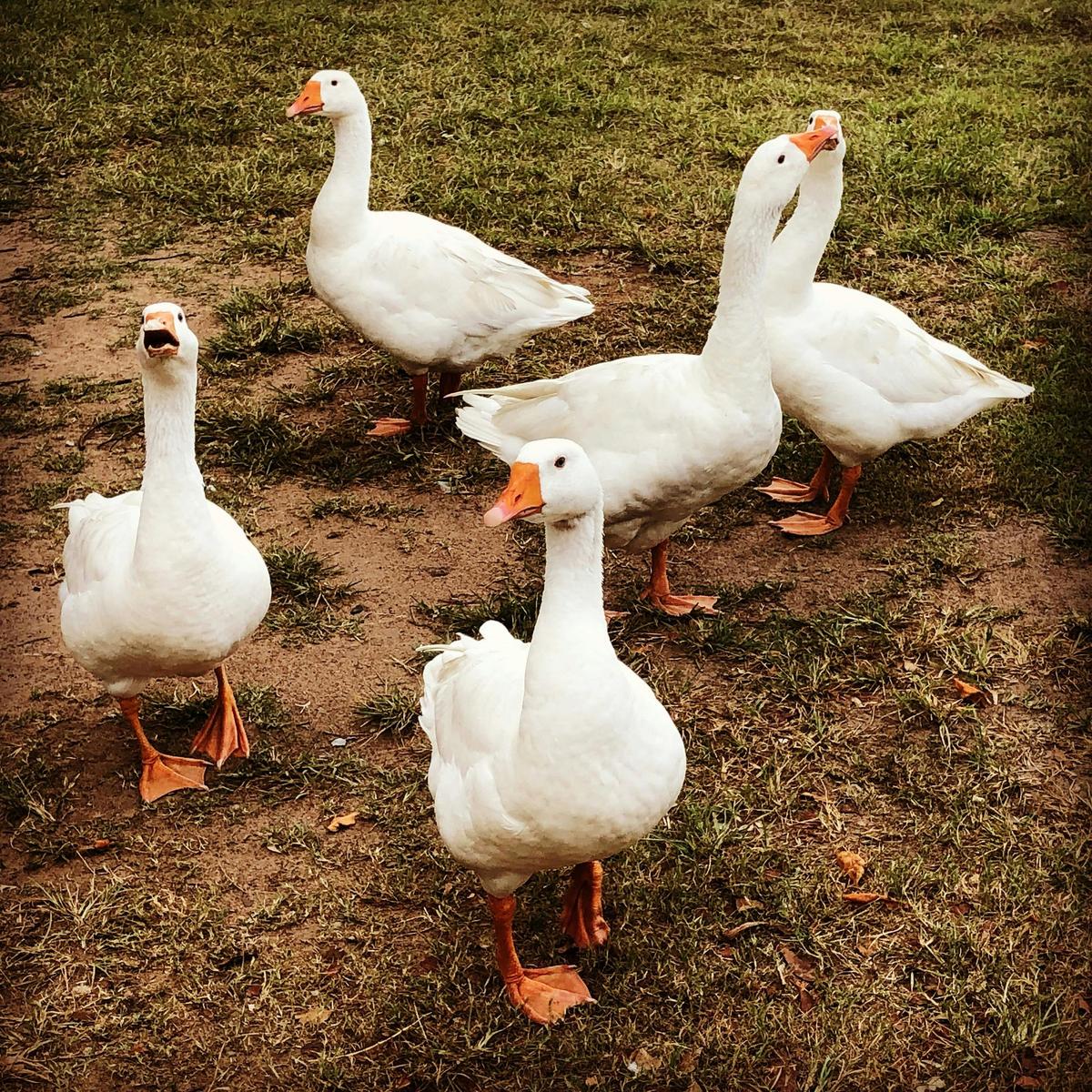 Geese