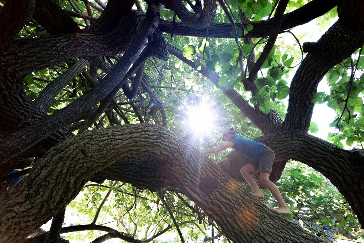 Exploring the curling branches of the Cotton Trees at Scarborough Beach Park