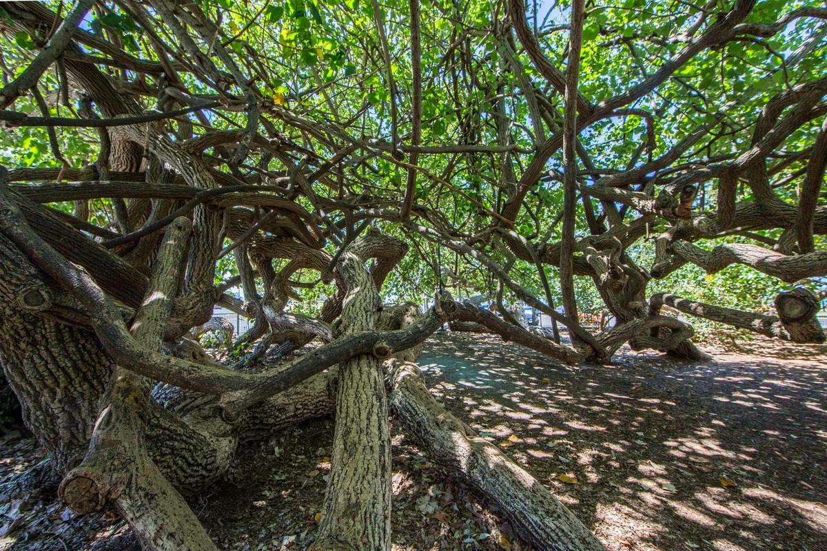 Twisted and tangled Cotton Tree branches, perfect for exploring