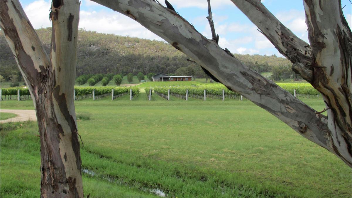 Savina Lane Premium Wines