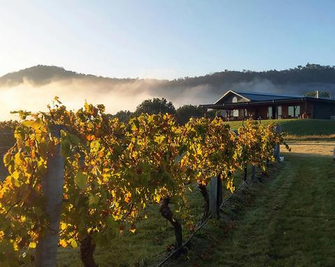 Savina Lane Premium Wines