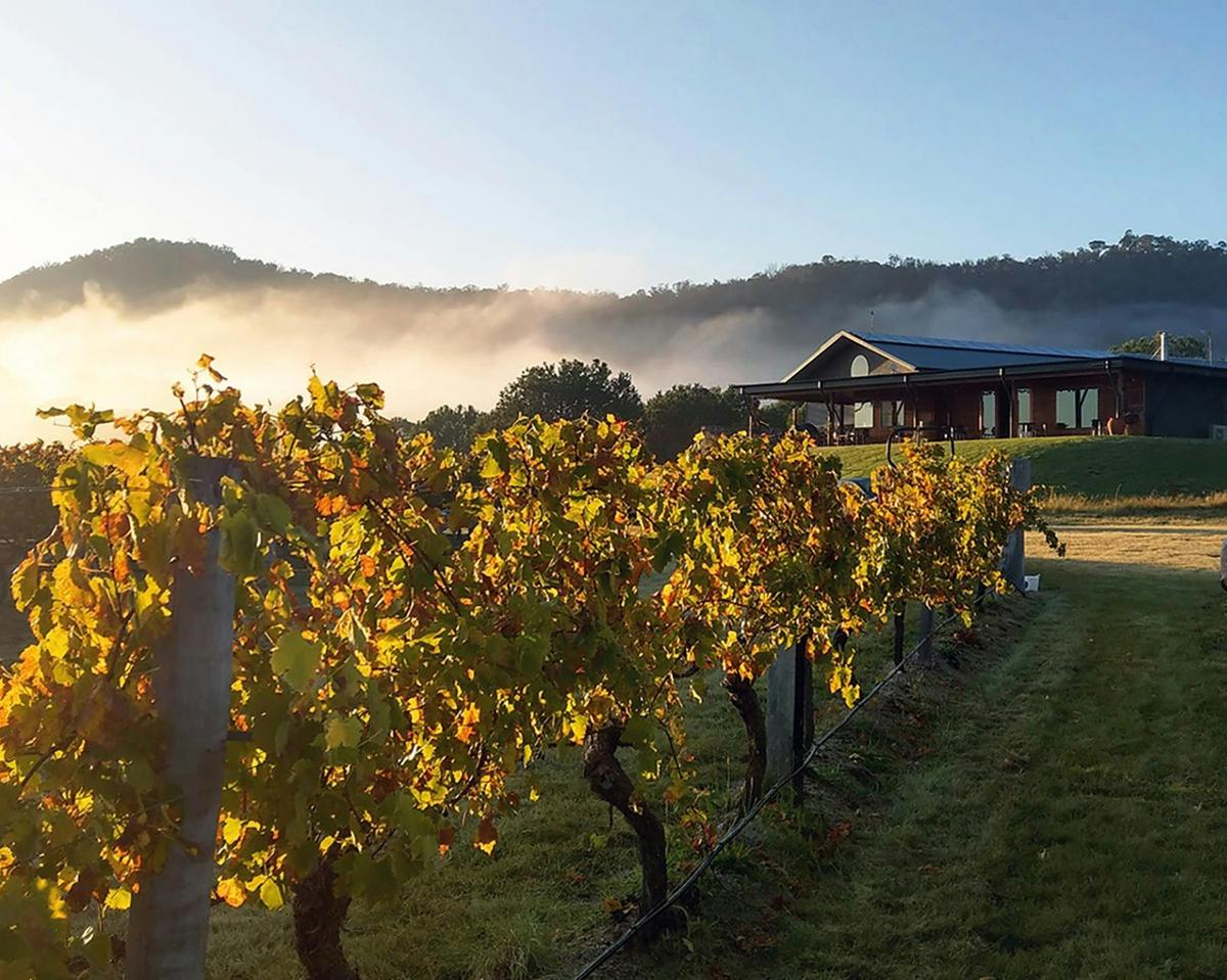 Misty morning in the Old Vine Shiraz overlooked by our cellar door