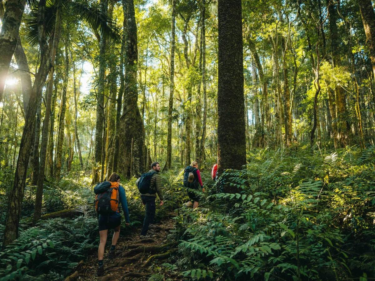 Scenic Rim Trail Main Range National Park