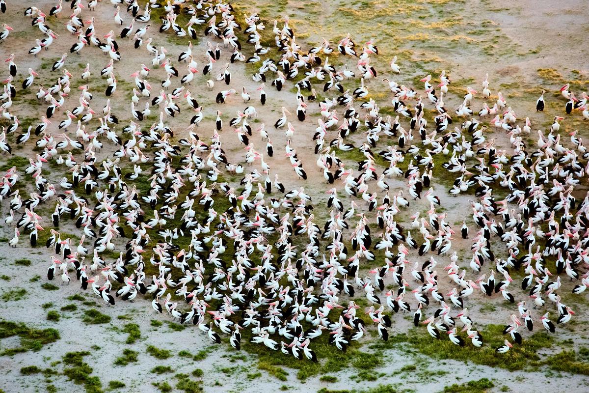 Hundreds of Australian pelicans gather on the wetlands of the Channel Country following floodwaters,