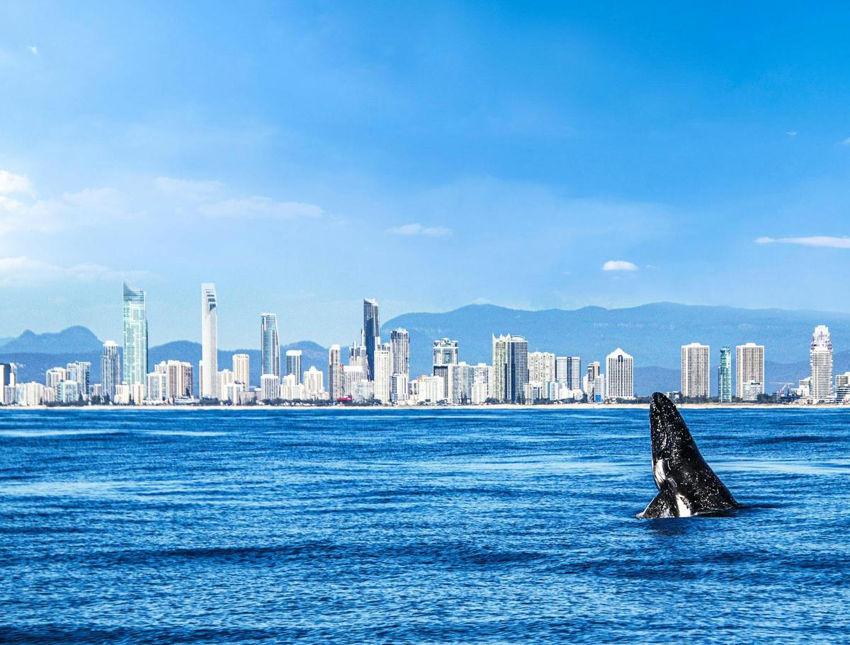Whale Watching Cruise