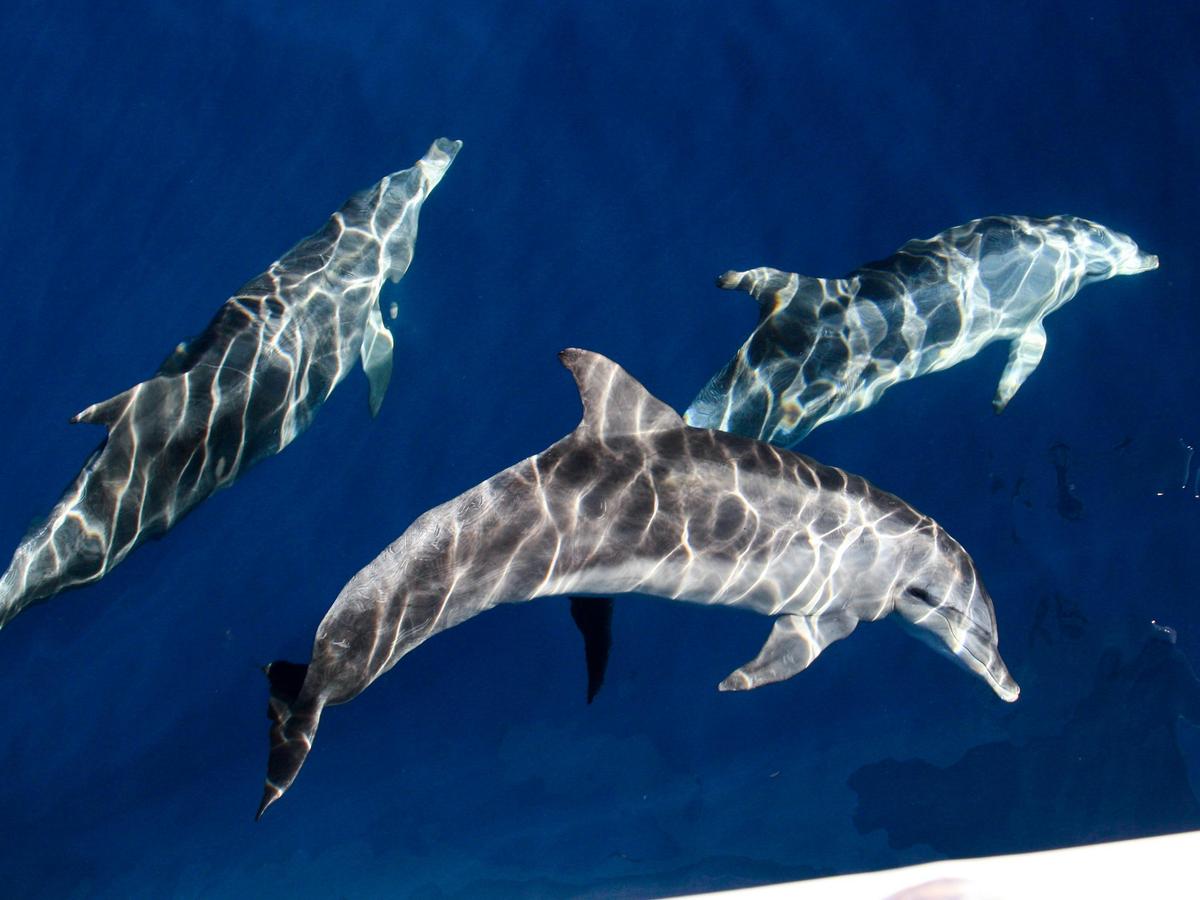Spot dolphins, turtles and other wildlife on your whale watching cruise with Sea World Whale Watch
