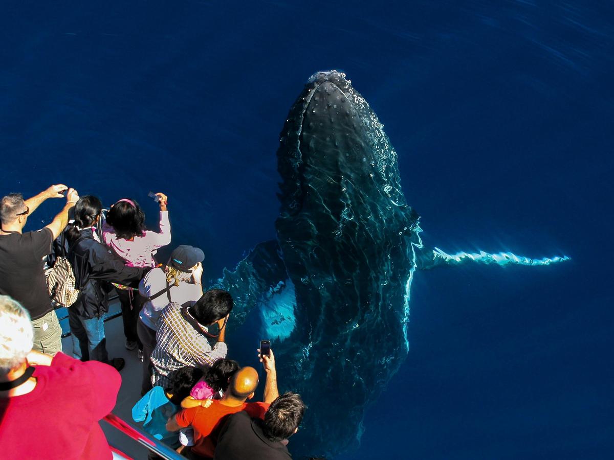 Get excited for up-close encounters with Sea World Whale Watch